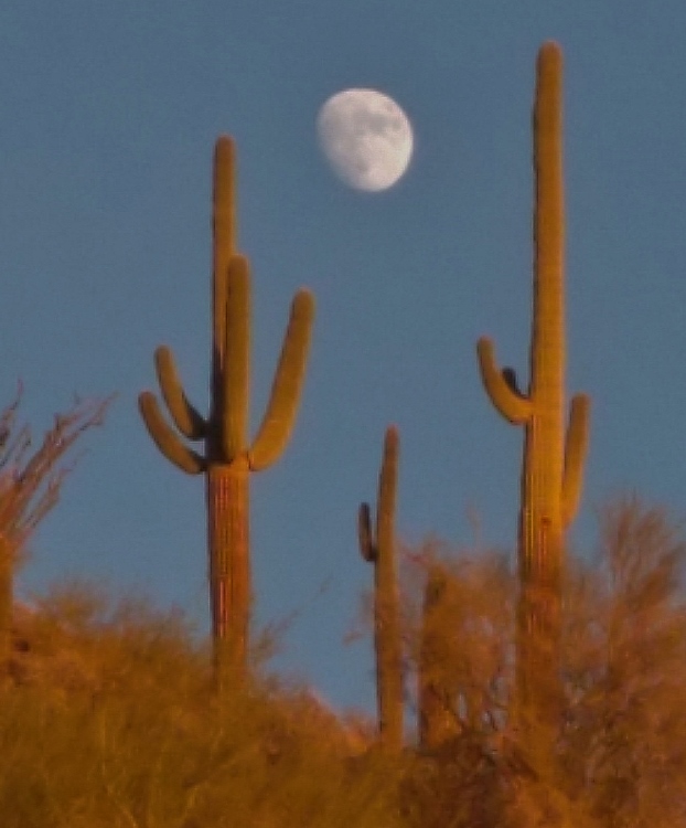 moon and saguaros